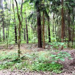 wald_1.jpg